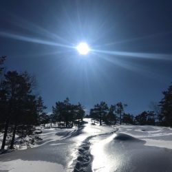 Våren vårsol spor i snøen furu klar himmel vårhimmel solskinn