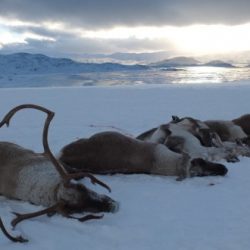 Alle kjente dyr felt i Nordfjella