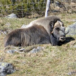 Moskus på Dovrefjell