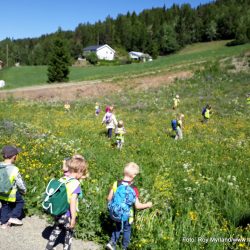 Blomsterenga i Valdres med Ranheimsbygda natur barnehage sommerenga. Foto roy myrland