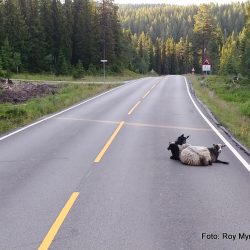 Dyretragedier i Valdres