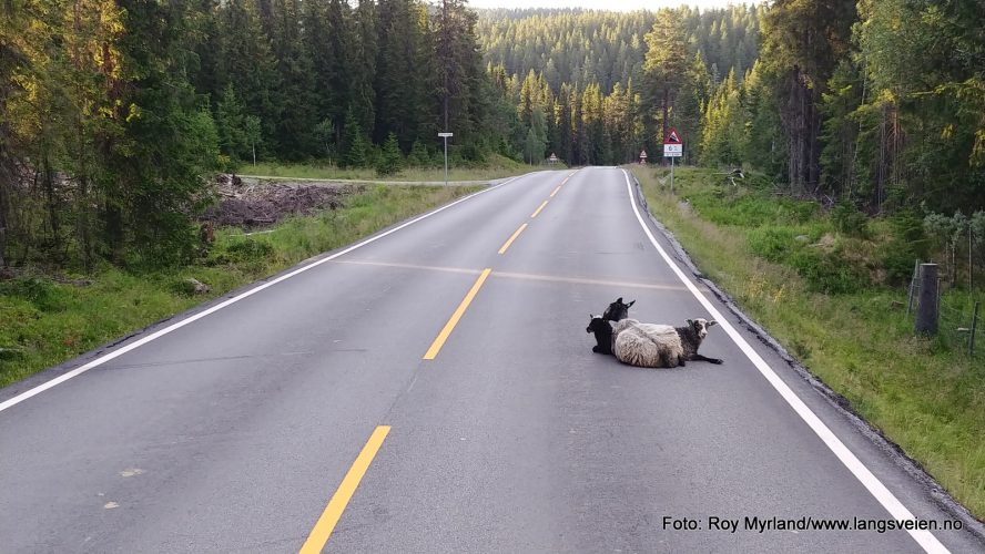 Dyretragedier i Valdres