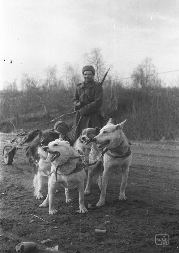 Pressebilde3-МОМ NVFF 3083-2. Bruk av en medisinsk tralle for å transportere de sårede. Området av Petsamo. 1944. Foto- K.I. Pogodin (1)