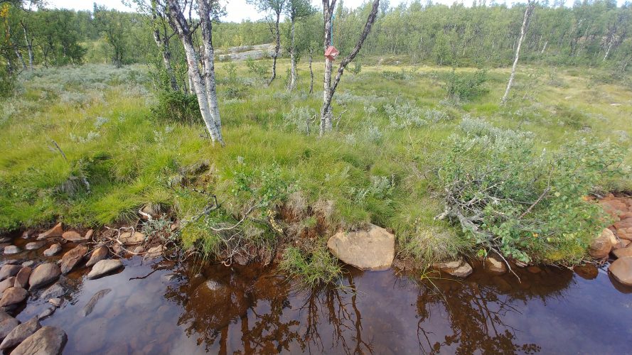 Saltstein til elg er forbudt! -I Nord-Aurdal kommune og på grensa til Langsua nasjonalpark henger "fersk" saltstein nå.