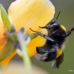 Insektene forsvinner -situasjonen skal overvåkes