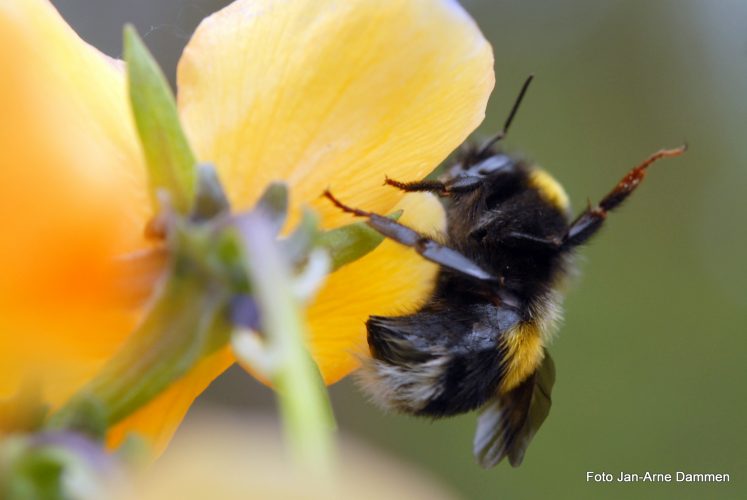 Insektene forsvinner -situasjonen skal overvåkes