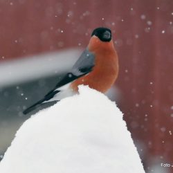 Dompap   - kongen på haugen