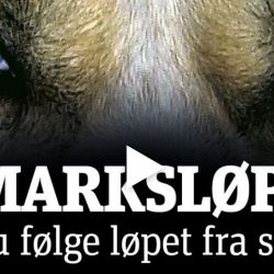 Finnmarksløpet ifinnmark dirketeending