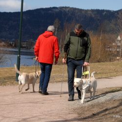 Møte med en blind og hans førerhund  -hva gjør vi?