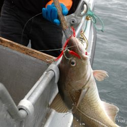Torsken skal reddes - forbud mot torskefiske