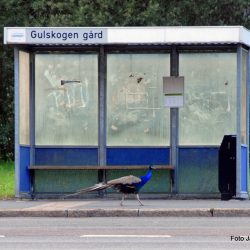 Fortsatt vekst i kollektivtransporten