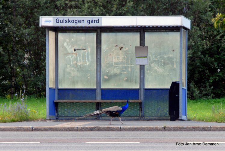 Fortsatt vekst i kollektivtransporten