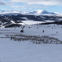 Reinsdyr i vårsola