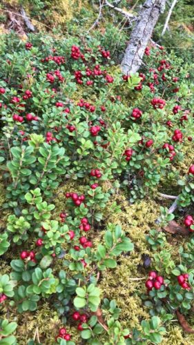 Det bugner i Valdres av de små røde, som "voks utav ei lita von".