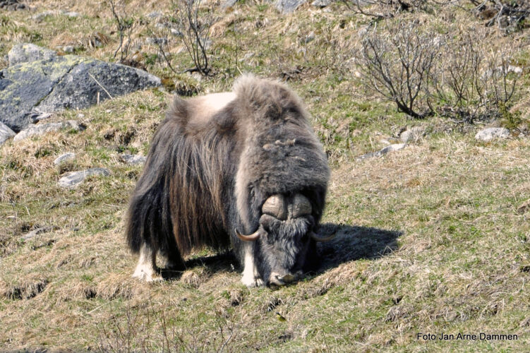 Flere moskuser på Dovre