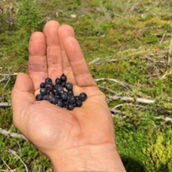 Det er søte blåbær i Valdres nå.