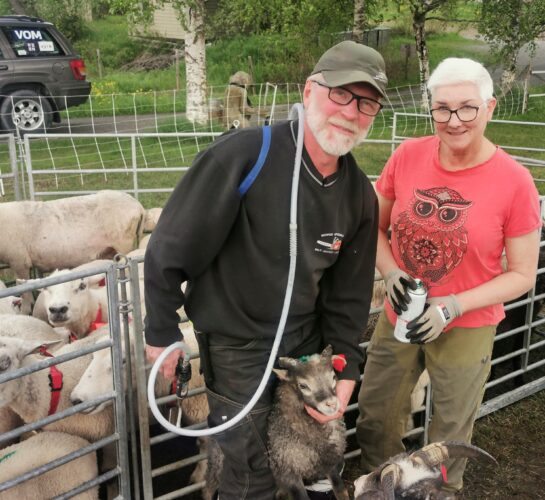 Til seters, til seters med sau, geit, ku og hest!