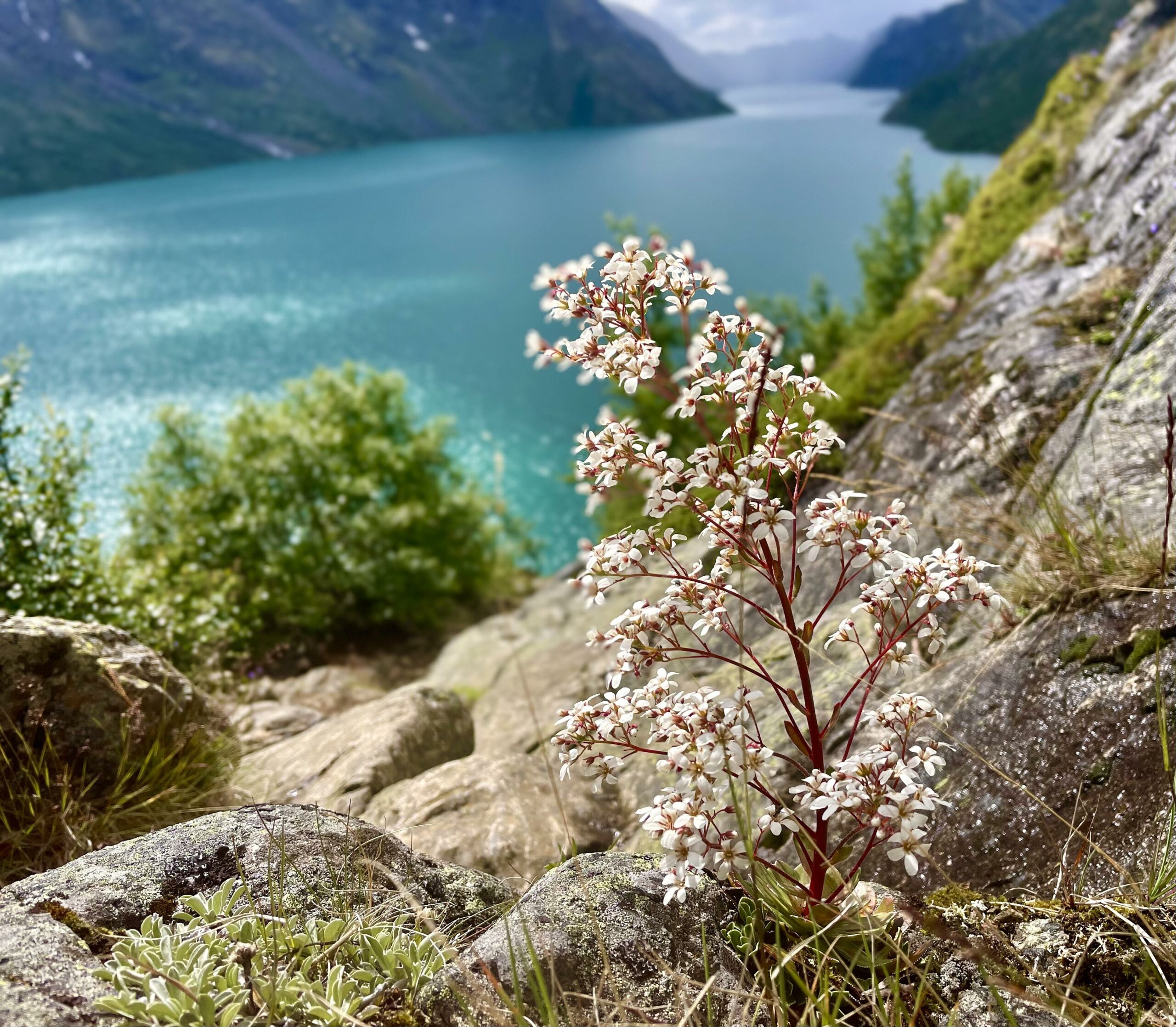 Turen har fått navnet "blomsterleden" med god grunn. Den varierte floraen skaper nesten et "tropisk" klima i forhold til fjellområdene rundt, og du vil bli imponert over den eventyrlige variasjonen i naturen.