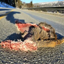 Kjør for livet! -Også det ville..