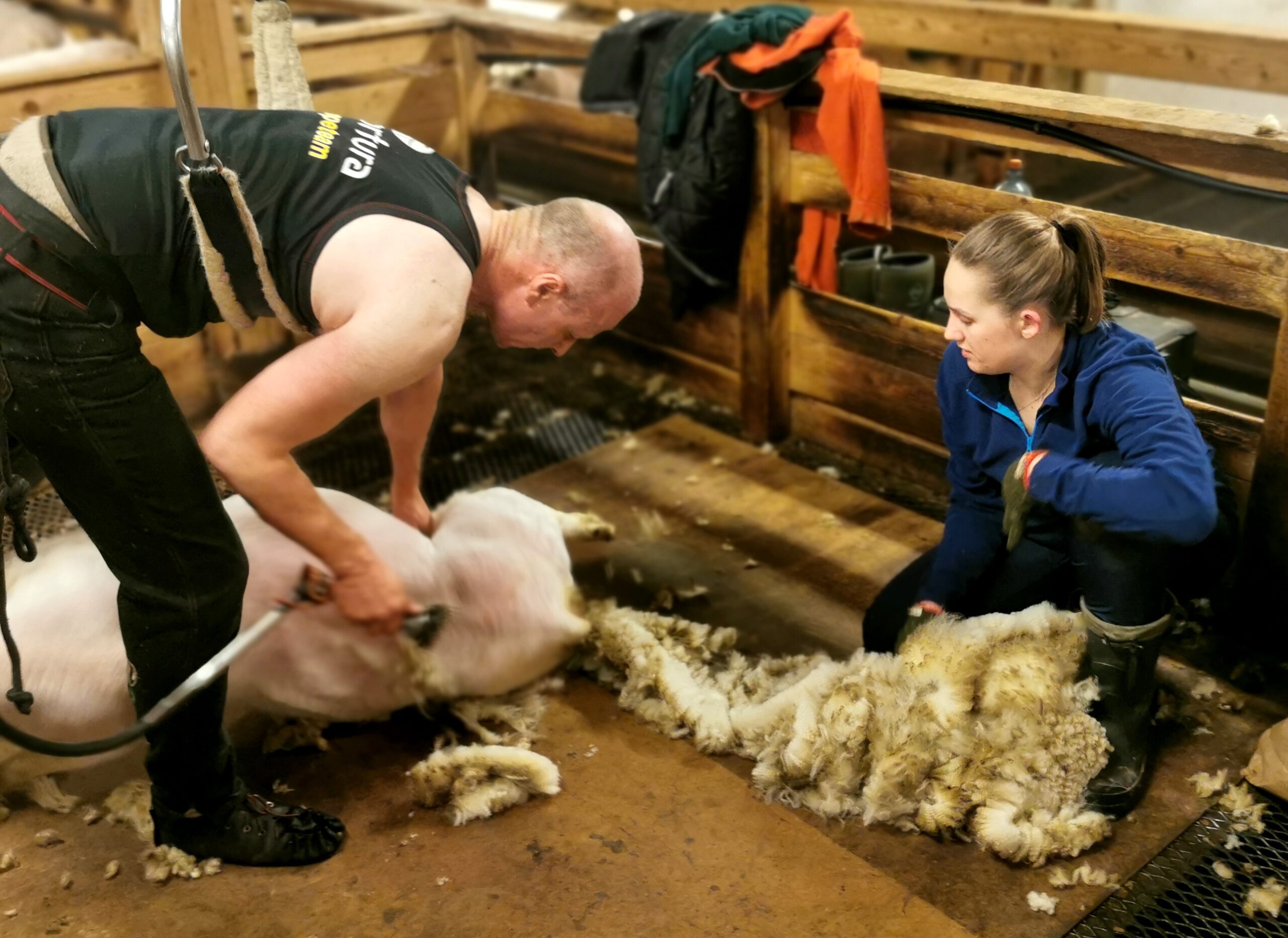 Malin Gigstad følger nøye med, samtidig som hun plukker unna ull som skal sorteres for seg selv.