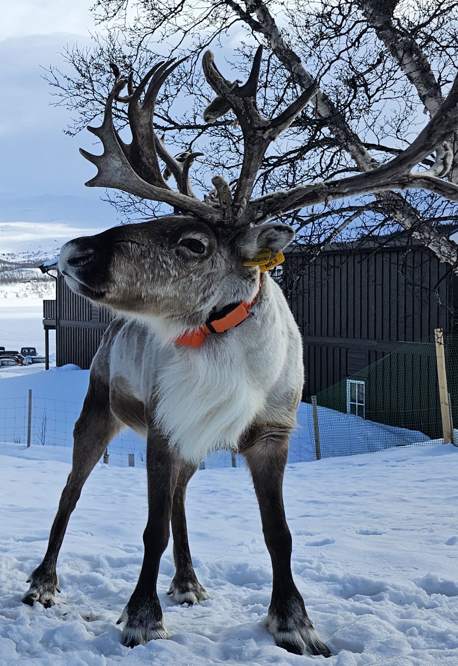 På Bessheim Fjellstue i Sjodalen er Iver en av de aller største sjarmørene. I påsken var det turister han gikk foran og trakk i pulken. Nå i april er det simlene i Vågå Tamreinlag sin tur til å blir "forført" og ledet av den staslige reinsbukken. De drektige dyra skal opp i fjellområdet de skal kalve i om noen få uker.