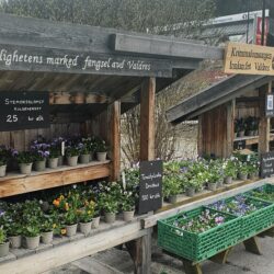Det er igjen blomstrande vår på Slidreøya – Ærlighetens Marked fyller seg opp! Våren har vakna i Valdres, og det betyr éin ting: Blomstersalet frå Vestoppland fengsel, avdeling Slidreøya, er i gang igjen! På melkerampa på Fagernes bugnar det no av stemorsblomar i alle fargar, klare til å pryde trapper, verandakassar og hagar. Utover våren vil utvalet berre bli større. Etter kvart kjem det både paprika, chili, mais og fleire typar gresskar, når dei er klare for sal. Alle plantane er dyrka fram med tolmod og kjærleik av innsatte ved fengselet. Ærlig handel og ekte hageglede Både på Fagernes og ved vegen på Slidreøya er salet basert på tillit. Du plukkar det du vil ha, og betaler i kassa eller via Vipps. Enkelt, ærleg – og særs populært både blant tilreisande og lokalbefolkning. Så enten du er på jakt etter årets første blomar, eller berre vil støtte eit prosjekt som gjer godt både for folk og plantar – ta turen innom Ærlighetens Marked. Våren spirer – og det same gjer innsatsen på Slidreøya.