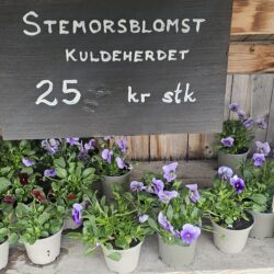 Slidreøya-innsatte gjev fargar til Valdres!