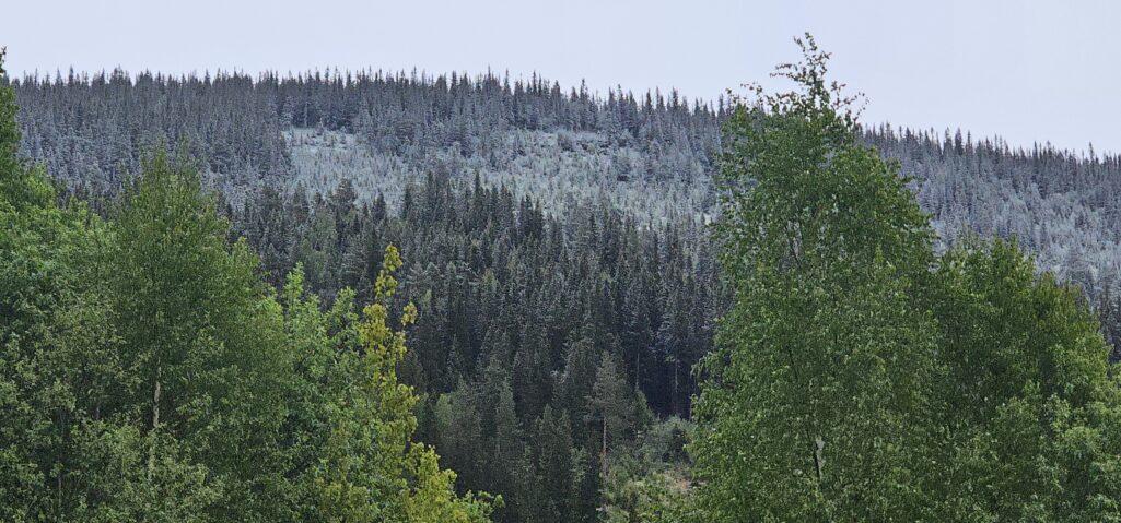 No kom væromslaget – og jammen vart det kvitt oppe på åsen ei lita stund