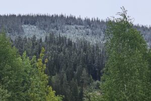 No kom væromslaget – og jammen vart det kvitt oppe på åsen ei lita stund